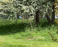 Images for Burghill, Hereford